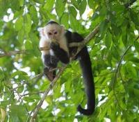 Spider Monkeys